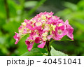 紫の紫陽花 40451041