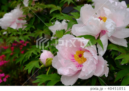 牡丹 牡丹 40451051