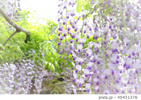 藤の花 40451376