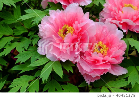 ボタンの花 ボタンの花 40451378