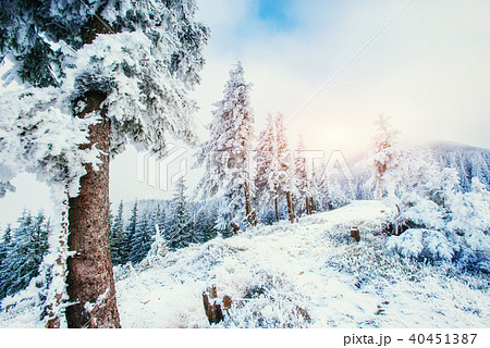 Fantastic winter landscape in the mountains of Ukraine. Fantastic winter landscape in the mountains of Ukraine. 40451387
