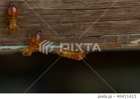 termites damage home, macro close up termites termites damage home, macro close up termites 40451415
