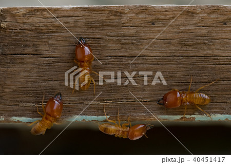termites damage home, macro close up termites termites damage home, macro close up termites 40451417