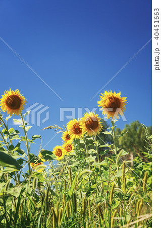 sunflower field over cloudy blue sky and bright 40451663