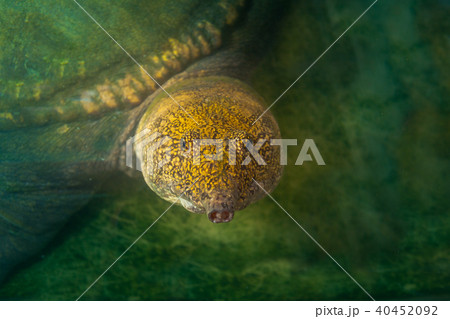 face of sea turtle 40452092