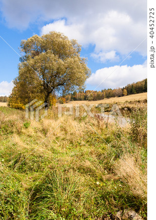 Autumn tree on the meadow 40452725