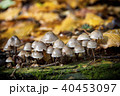 close-up mushrooms in woods 40453097