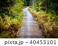 path in woods - Rejviz, Czech Republic 40453101