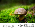 beatiful boletus in woods 40453113
