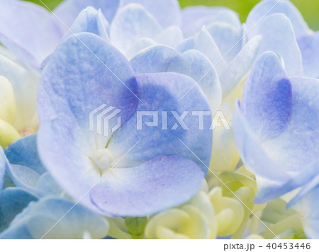 ブルー 水色 青色のアジサイ あじさい 紫陽花の花びらの写真素材 ブルー 水色 青色のアジサイ あじさい 紫陽花の花びらの写真素材