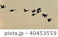 Image of a swarm of ducks flying in the sky 40453559