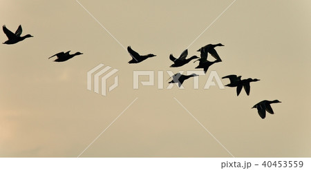 Image of a swarm of ducks flying in the sky Image of a swarm of ducks flying in the sky 40453559