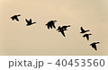 Image of a swarm of ducks flying in the sky 40453560
