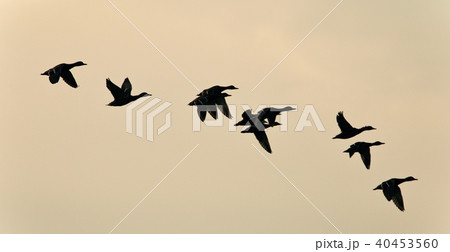 Image of a swarm of ducks flying in the sky 40453560