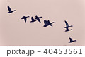 Background with a swarm of ducks flying in the sky 40453561