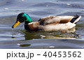 Beautiful image of a mallard swimming in lake 40453562