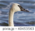 Postcard with a trumpeter swan swimming in lake 40453563