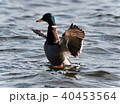 Picture with a mallard showing wings at a lake 40453564