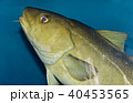 Image of a fish looking in camera in the sea 40453565
