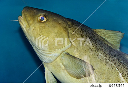 Image of a fish looking in camera in the sea Image of a fish looking in camera in the sea 40453565
