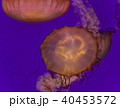 Image of two beautiful deadly jellyfishes swimming 40453572