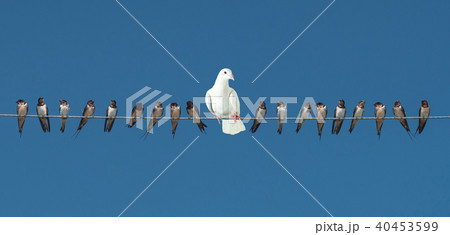 Individuality and difference or leadership concept 40453599
