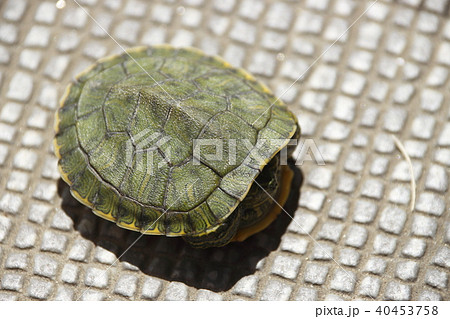 殻にこもる、ミドリガメ(幼体) 殻にこもる、ミドリガメ(幼体) 40453758