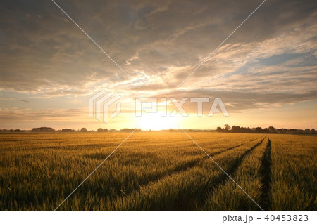 Sunrise over a field of grain Sunrise over a field of grain 40453823