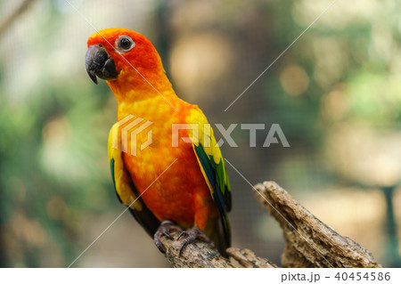 Beautiful colorful sun conure parrot birds Beautiful colorful sun conure parrot birds 40454586