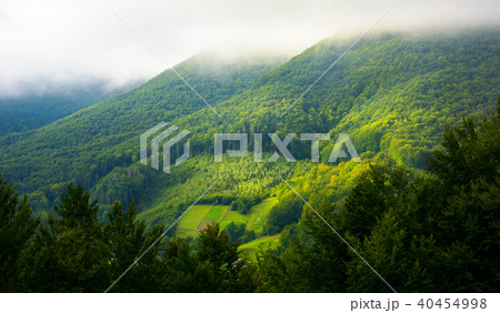mountain forest in morning fog 40454998
