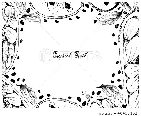 Hand Drawn Frame of Cherimoya and Cempedak Fruits Hand Drawn Frame of Cherimoya and Cempedak Fruits 40455102