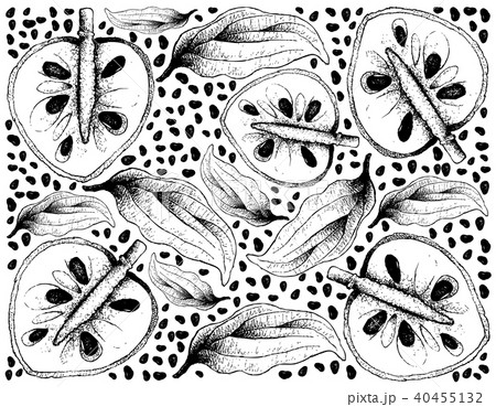 Hand Drawn Background of Ripe Cherimoya Fruits Hand Drawn Background of Ripe Cherimoya Fruits 40455132