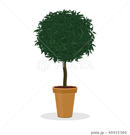Plant trimmed into ball shape. Decorative tree. Plant trimmed into ball shape. Decorative tree. 40455360