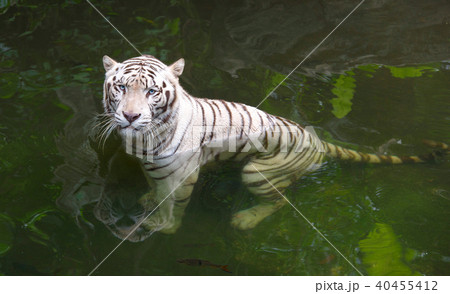 Grumpy white tiger in water Grumpy white tiger in water 40455412