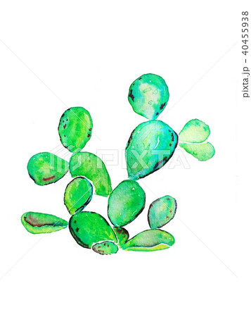 Young prickly pear cactus plant. 40455938