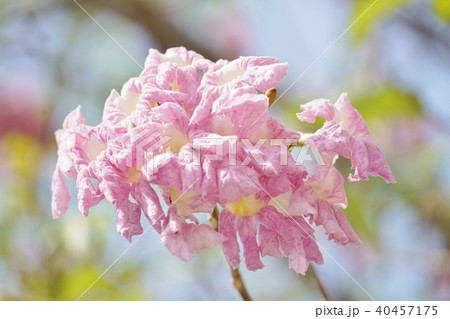タイの桜、モモイロノウゼン、キダチベニウゼン、ピンクテコマ、チョンプー・パンティップ 40457175