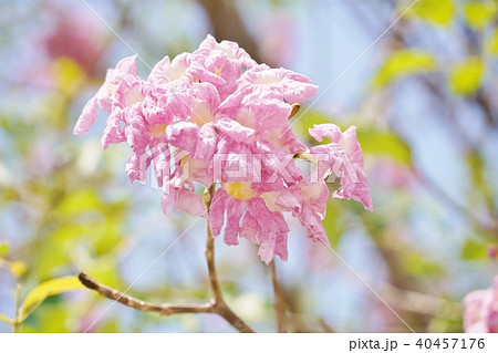タイの桜、モモイロノウゼン、キダチベニウゼン、ピンクテコマ、チョンプー・パンティップ 40457176