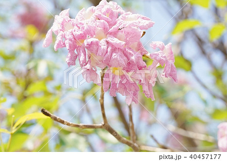 タイの桜、モモイロノウゼン、キダチベニウゼン、ピンクテコマ、チョンプー・パンティップ タイの桜、モモイロノウゼン、キダチベニウゼン、ピンクテコマ、チョンプー・パンティップ 40457177