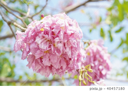タイの桜、モモイロノウゼン、キダチベニウゼン、ピンクテコマ、チョンプー・パンティップ 40457180