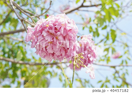 タイの桜、モモイロノウゼン、キダチベニウゼン、ピンクテコマ、チョンプー・パンティップ 40457182