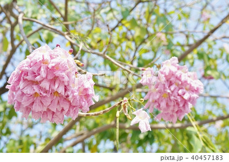 タイの桜、モモイロノウゼン、キダチベニウゼン、ピンクテコマ、チョンプー・パンティップ 40457183