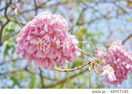タイの桜、モモイロノウゼン、キダチベニウゼン、ピンクテコマ、チョンプー・パンティップ 40457185