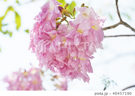 タイの桜、モモイロノウゼン、キダチベニウゼン、ピンクテコマ、チョンプー・パンティップ 40457190
