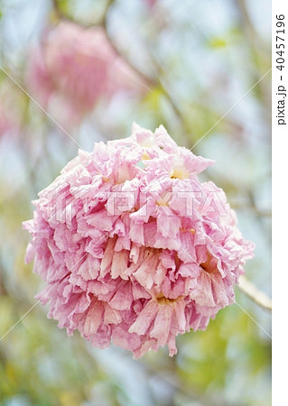 タイの桜、モモイロノウゼン、キダチベニウゼン、ピンクテコマ、チョンプー・パンティップ 40457196