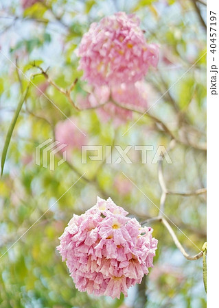 タイの桜、モモイロノウゼン、キダチベニウゼン、ピンクテコマ、チョンプー・パンティップ 40457197