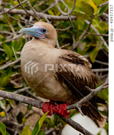 Rdd Footed Booby on Perch 40457357