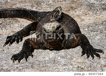Marine Iguanas Sunning on Rock 40457364