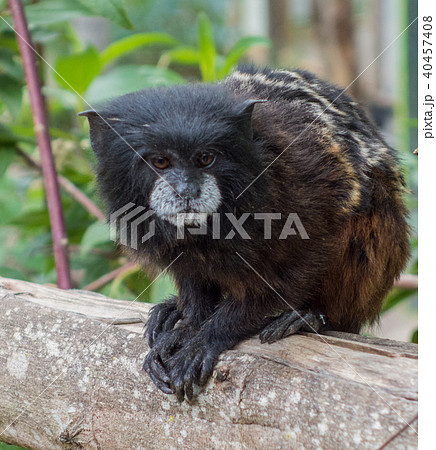Pygmy Monkey Sits on Rail Pygmy Monkey Sits on Rail 40457408