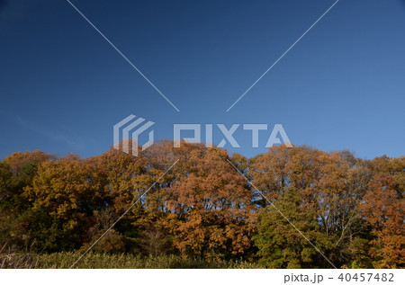 紅葉と青空 紅葉と青空 40457482