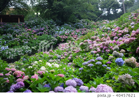 広がる紫陽花畑 広がる紫陽花畑 40457621